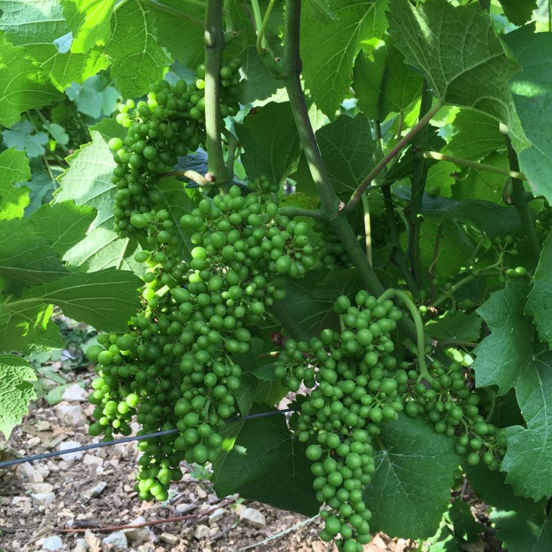 Grappes en croissances